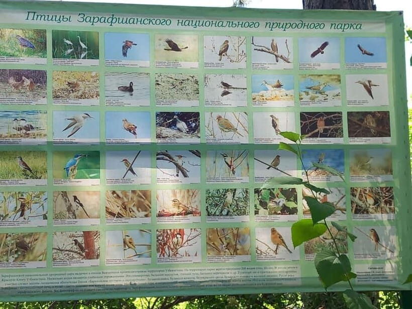 Bird Watching Tours in Samarkand - Aqdarya (Ishtixan) water reserve: where herons and shorebirds fit in